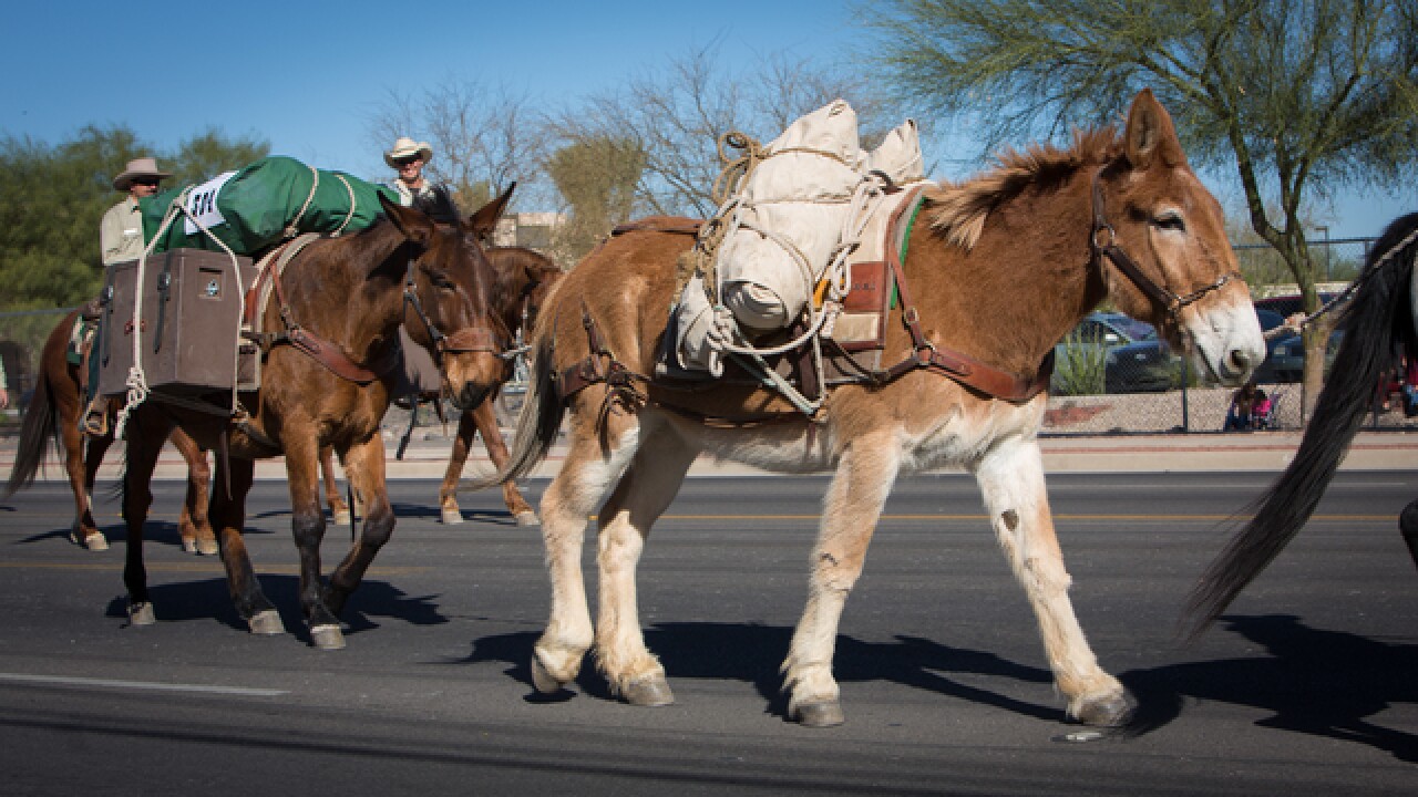 Tucson Rodeo Parade to continue despite rain in the forecast